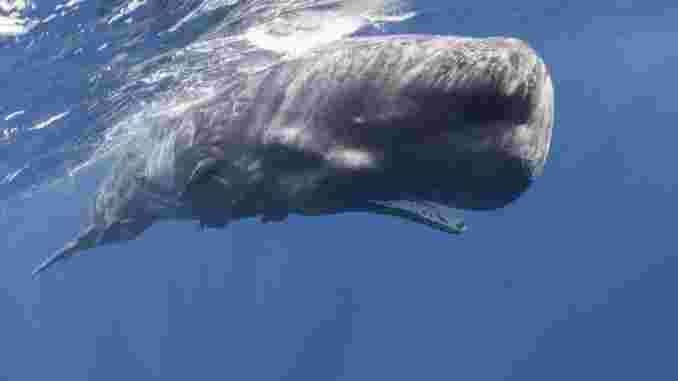 Биткоин-кит инвестировал биткоины на сумму $ 1 млн